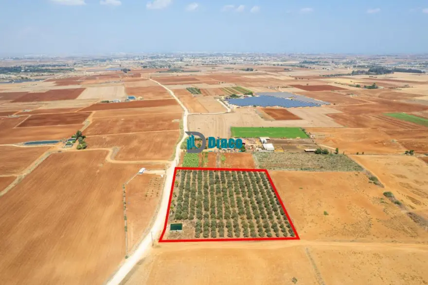 Agricultural Land For Sale in Frenaros Area photo 1