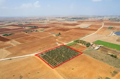 Agricultural Land For Sale in Frenaros Area photo 2
