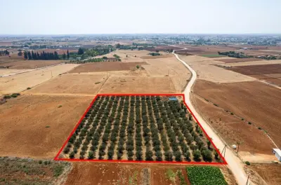 Agricultural Land For Sale in Frenaros Area photo 3