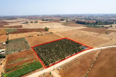 Agricultural Land For Sale in Frenaros Area photo 4