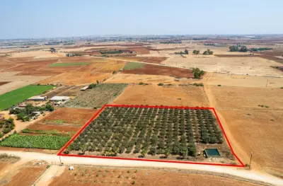Agricultural Land For Sale in Frenaros Area photo 5
